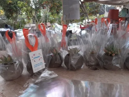 סוקולנט שתול בעציץ בטון יצוק  עטוף צלופן